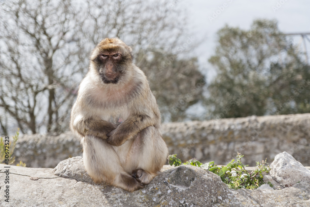 Naklejka premium Macaca Sylvanus