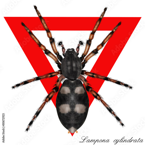 lampona cylindrata, white-tailed spider photo
