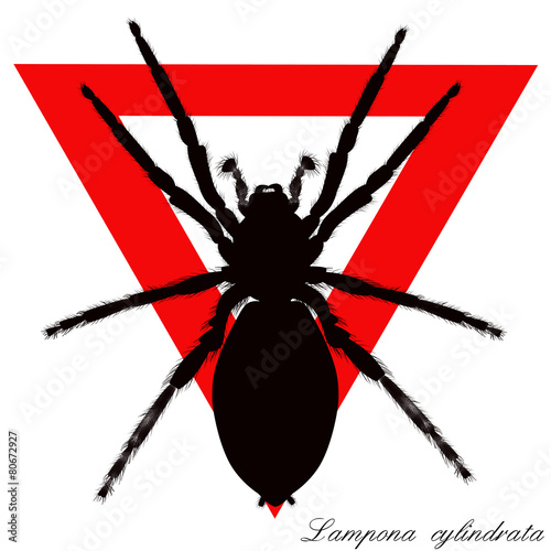 lampona cylindrata, white-tailed spider photo