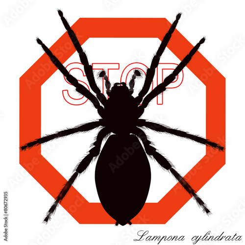 lampona cylindrata, white-tailed spider photo