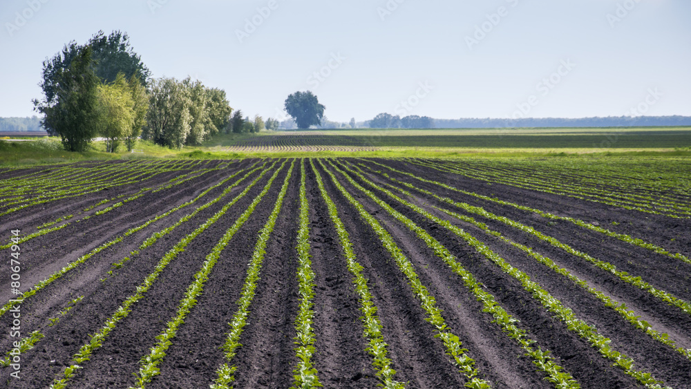 Field Field
