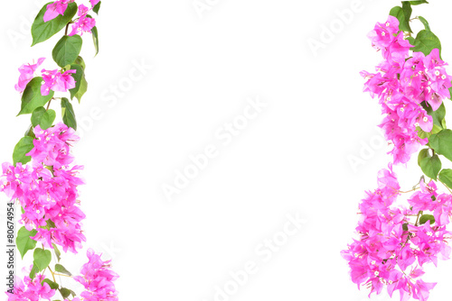 Bougainvillea flower branches half frame isolated on white backg © pookpiik