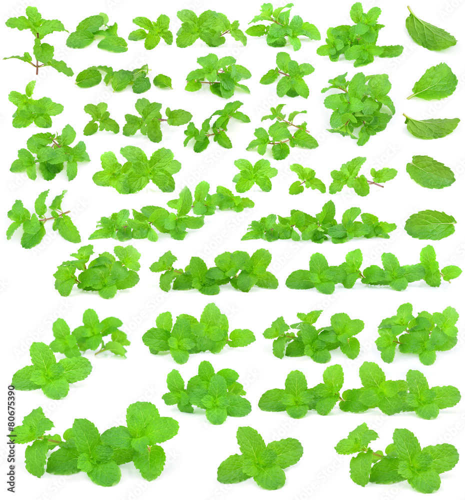 Mint leaf  collection on a white background