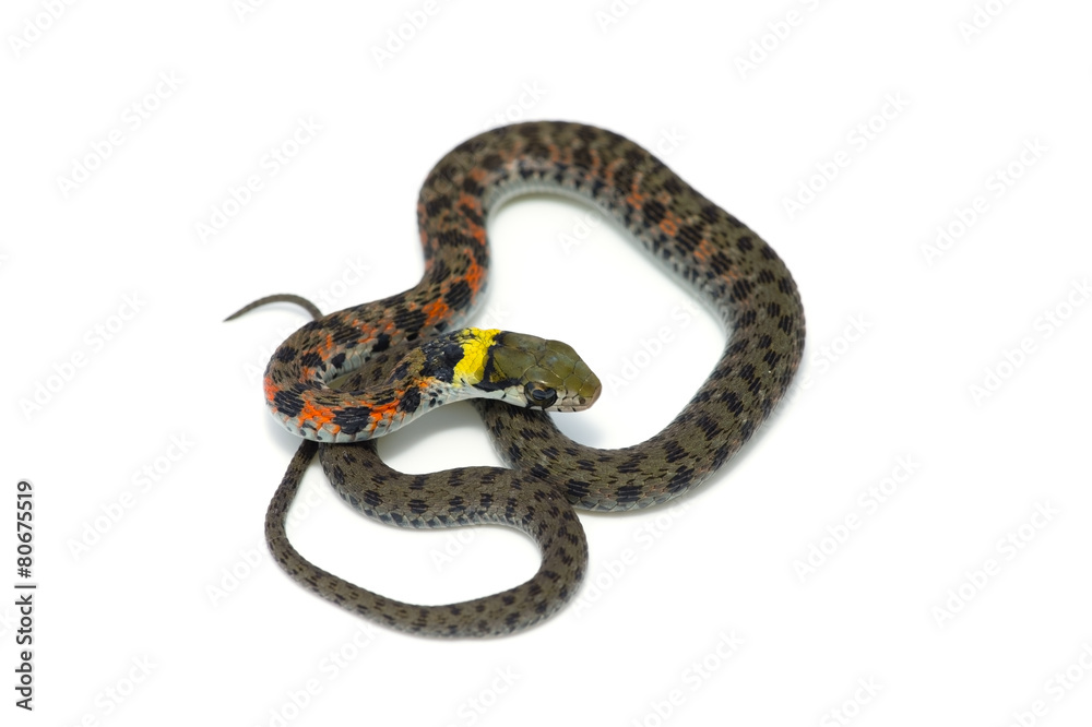 Fototapeta premium ヤ マ カ ガ シ -Rhabdophis tigrinus