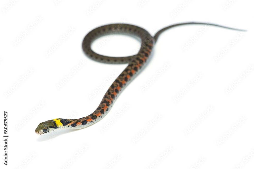 Naklejka premium ヤマカガシ-Rhabdophis tigrinus