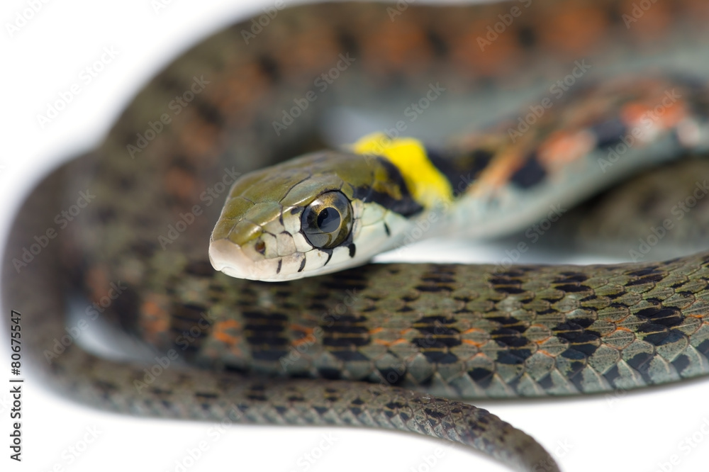 Fototapeta premium ヤマカガシ-Rhabdophis tigrinus