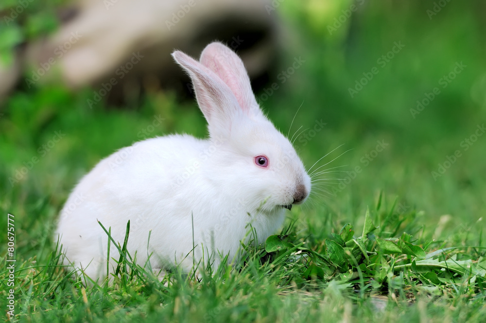 Rabbit Rabbit
