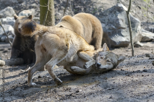 Gray wolf (Canis lupus) and brown bear (Ursus arctos)