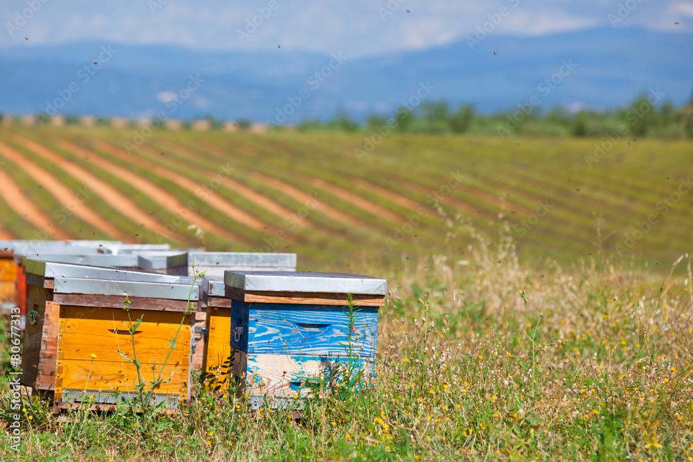 Beehives on the lavender field in Provence, France - obrazy, fototapety, plakaty 