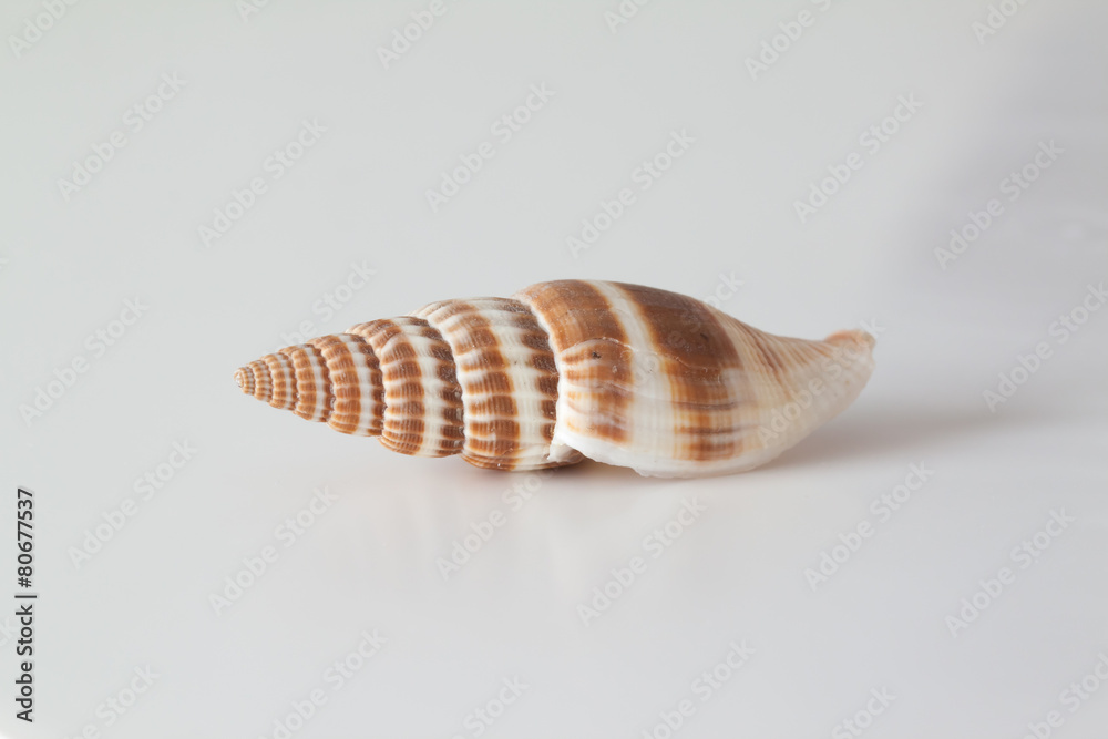 Shells of marine crustacean on a reflective background Shells of marine crustacean on a reflective background