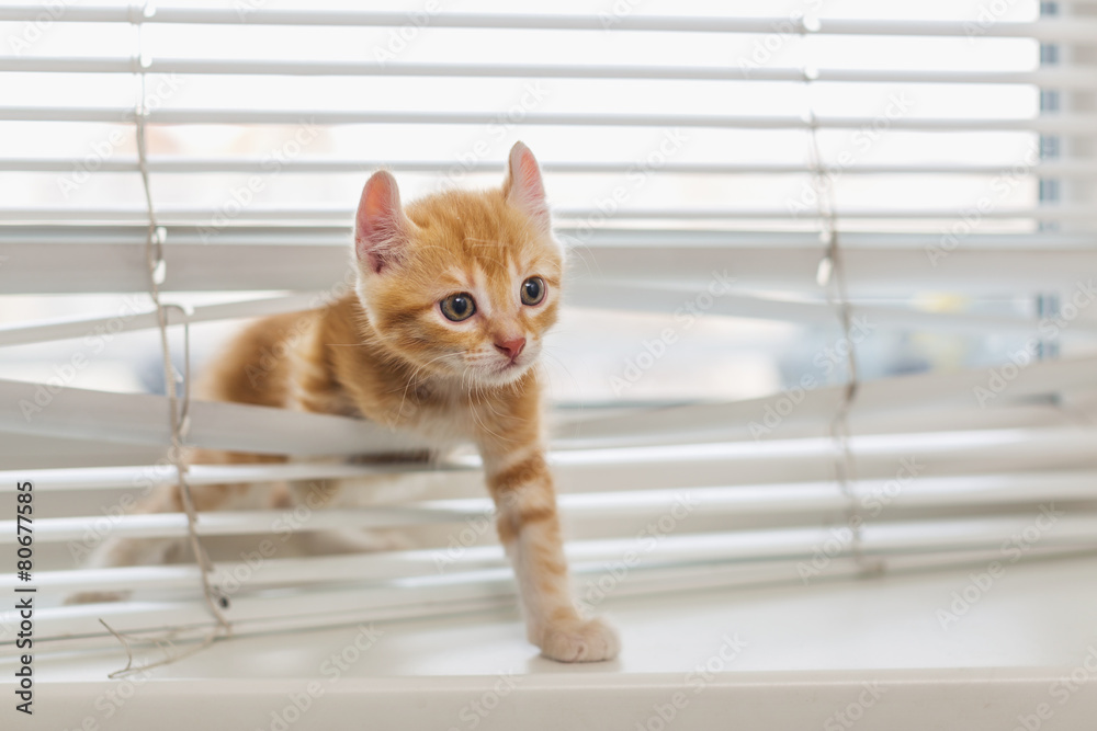 Ginger kitten tangled in window blinds - obrazy, fototapety, plakaty 
