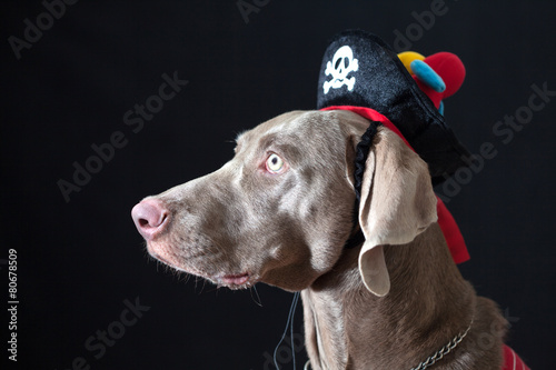 Hermosa perrita de la raza Weimaraner disfrazada de pirata sobre fondo negro. Cuidando el tesoro