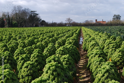 Rows of Kale Growing on a Farm photo