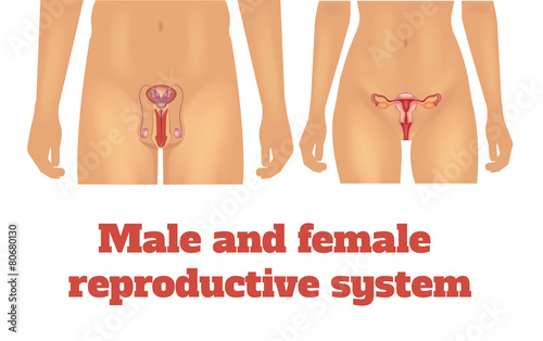 Man and woman reproductive system