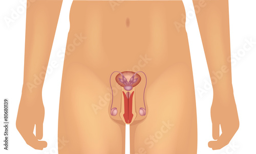 Male reproductive system vector illustration