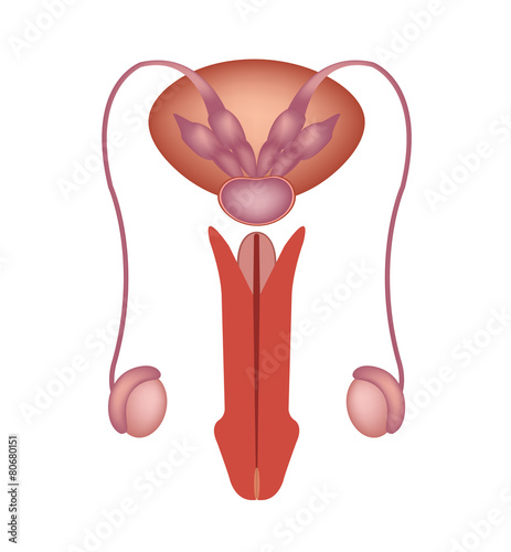 Male reproductive system vector icon