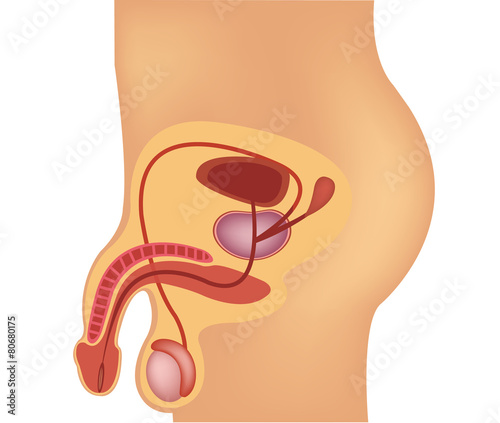Male reproductive system vector illustration