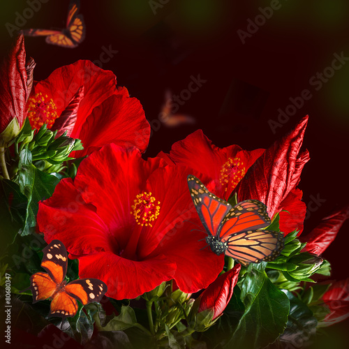 Bunch of red hibiscus and butterfly .