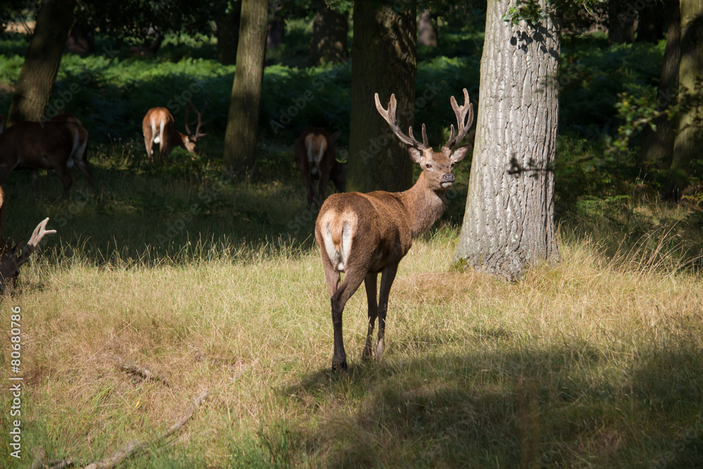 Splendid deer standing with herd in yellow grass in Richmond par