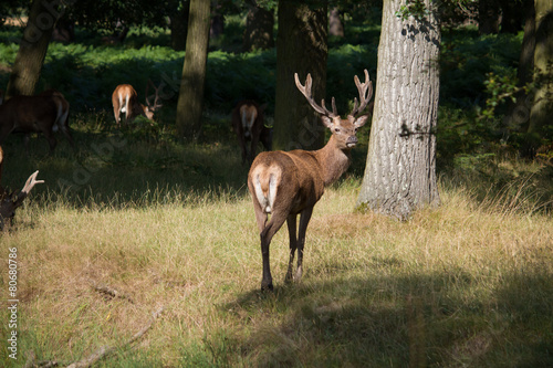 Splendid deer standing with herd in yellow grass in Richmond par © mp_images