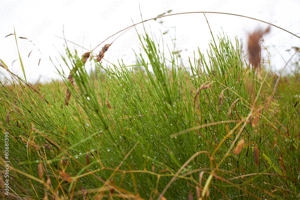 Fototapeta premium field of grass