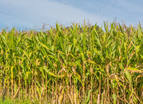 image of corn field and sky in background.