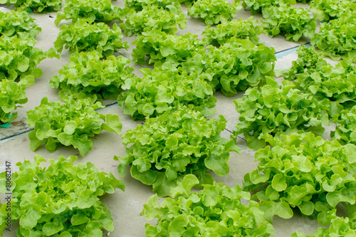 Fototapeta Naklejka Na Ścianę i Meble -  Hydroponic vegetables growing in greenhouse