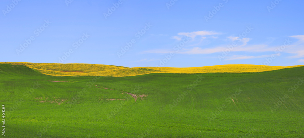 Obraz premium Panoramic view of Meadow