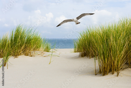 Möwe an der Nordsee