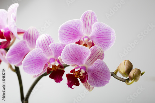 Fototapeta Naklejka Na Ścianę i Meble -  Orchid flower.