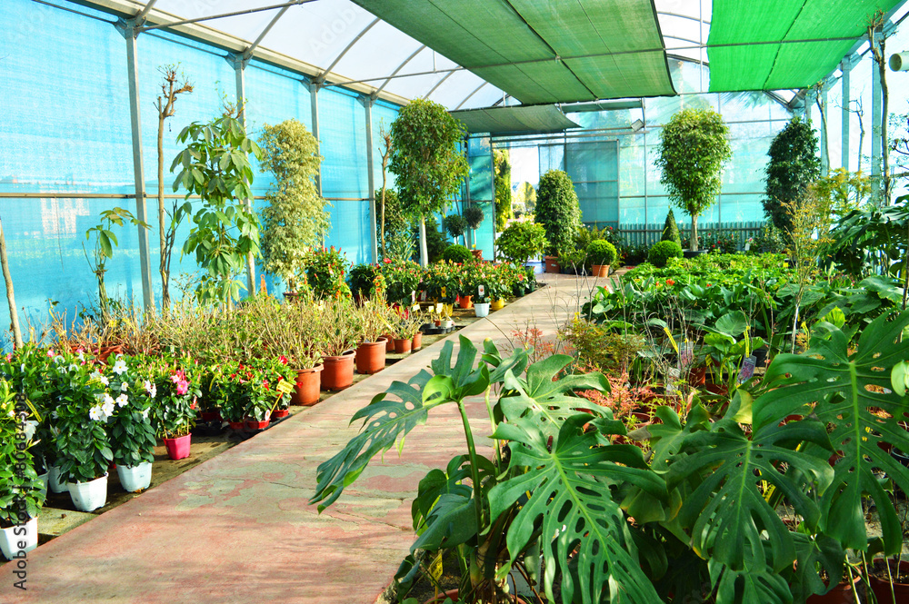 greenhouse greenhouse