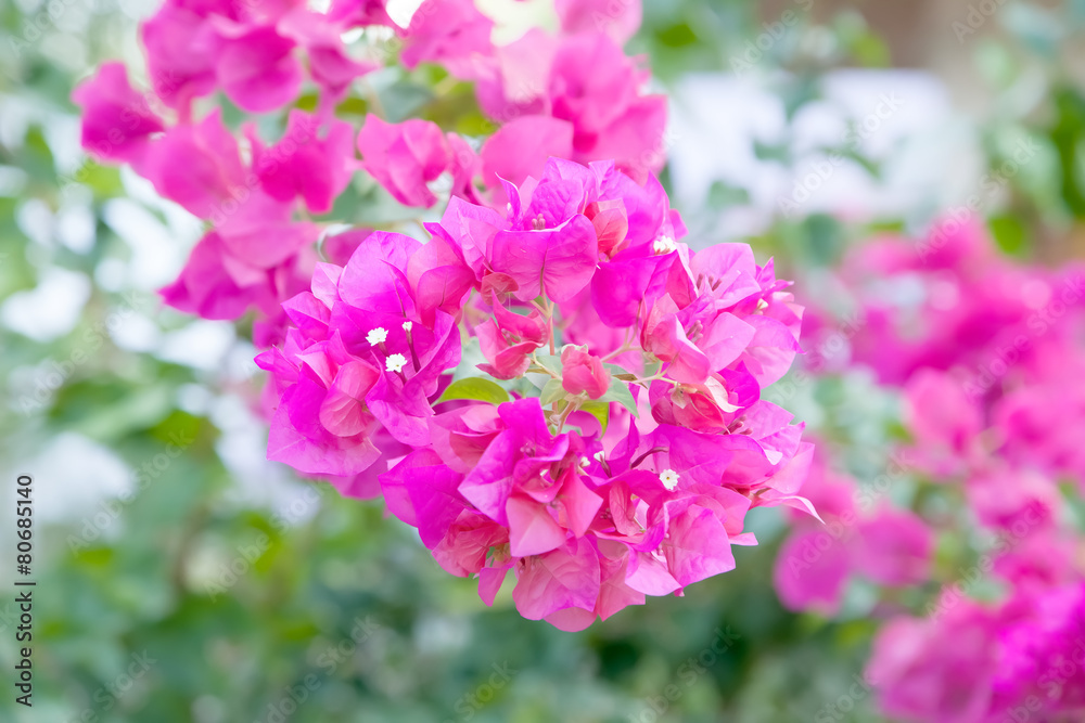 Bougainvillea ,Provincial flower of phuket thailand Bougainvillea ,Provincial flower of phuket thailand