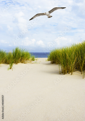 Möwe auf Sylt