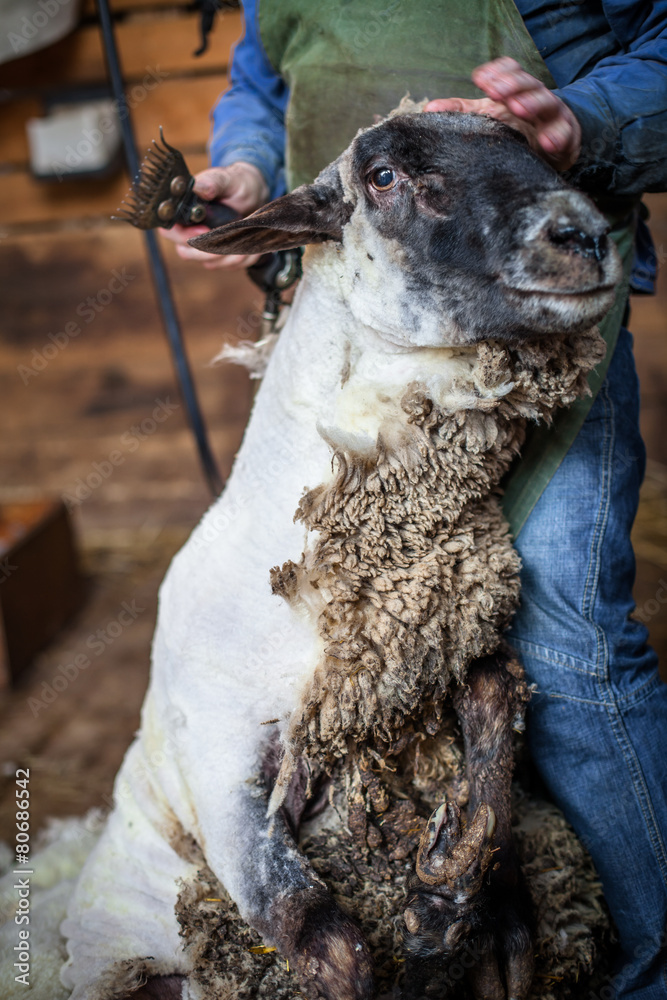 Fototapeta premium Peaceful ram waiting for shearing