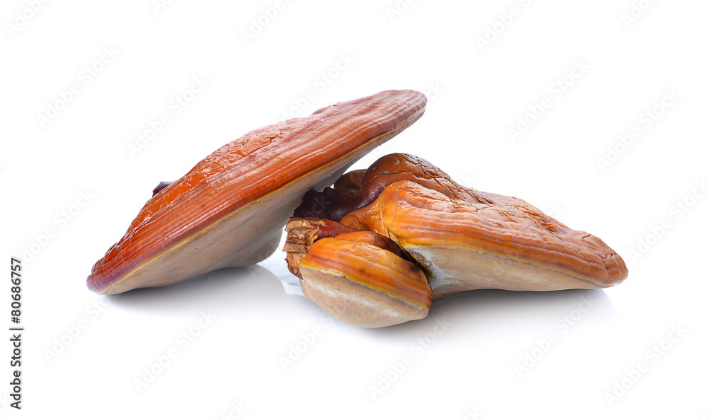 Lingzhi Mushroom Ganoderma Lucidum Isolated on white background Stock