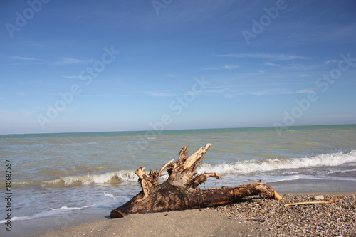 MARE MARINA PALMENSE CON TRONCO photo