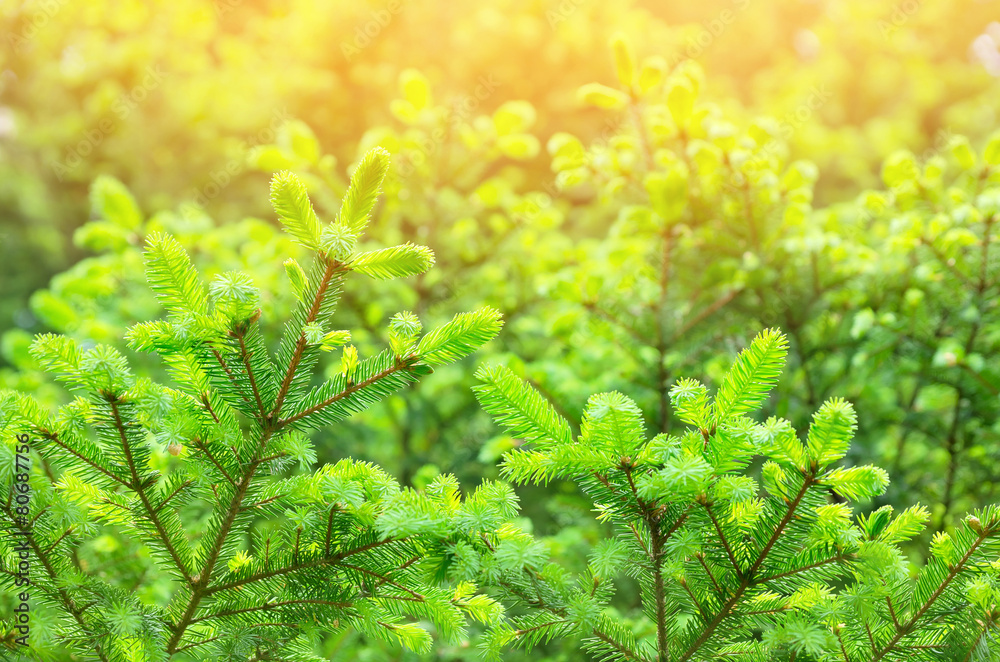 Spring background of bright fresh spruce branches Spring background of bright fresh spruce branches