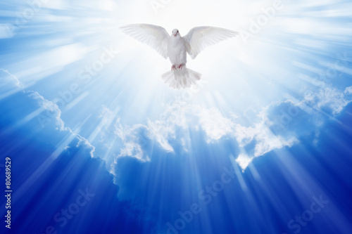 Holy spirit dove Fototapet