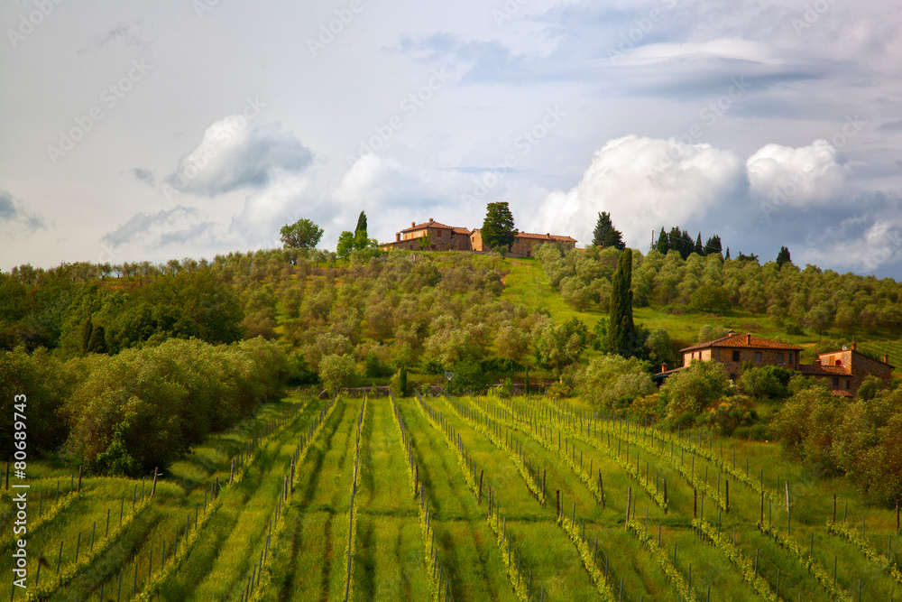 Rural landscape with vineyards in Tuscany, Italy