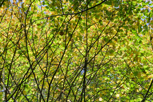 trees crown