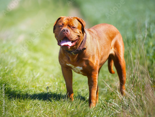 French mastiff photo
