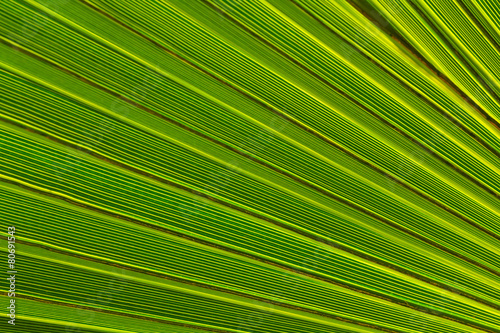closeup green palm leaf