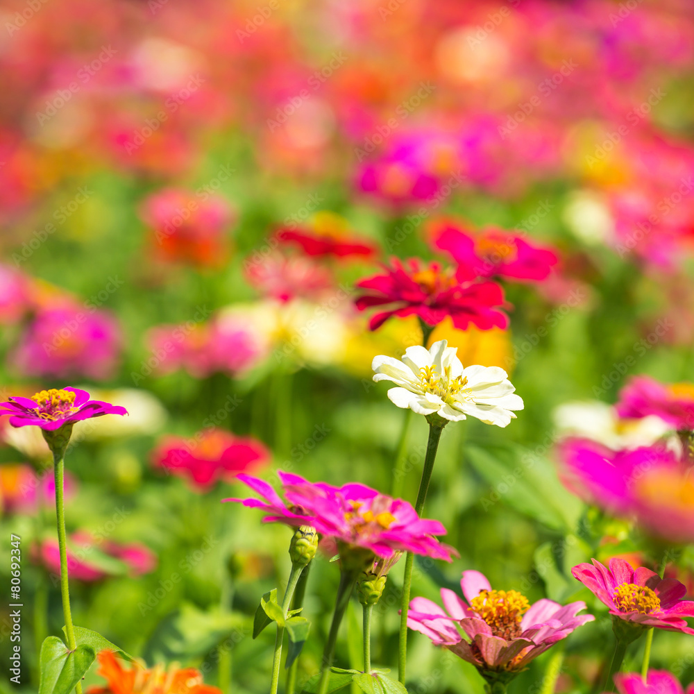 Beautiful colorful meadow flowers