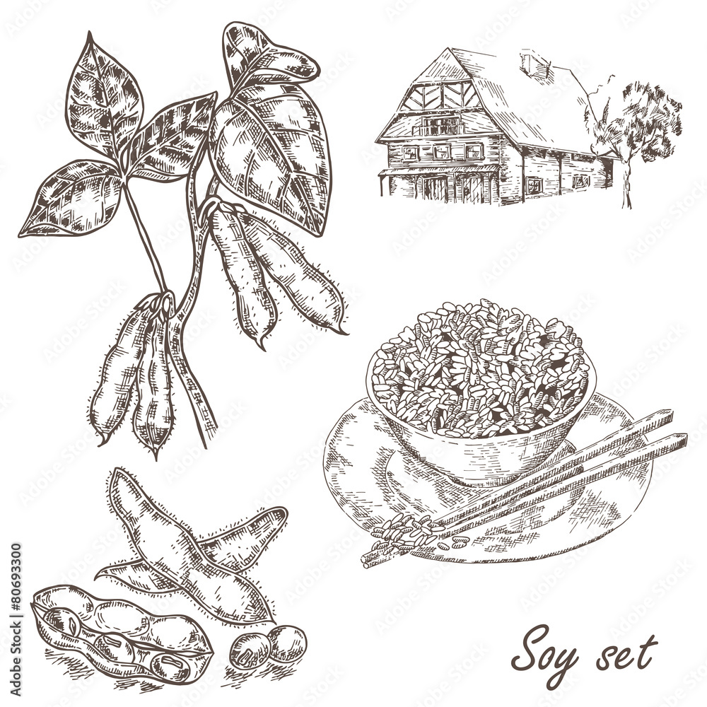 Soya Sketch Detailed Hand Drawn Vector Black and White Illustration of  Green Soybeans Stock Illustration  Illustration of plant seed 155474120