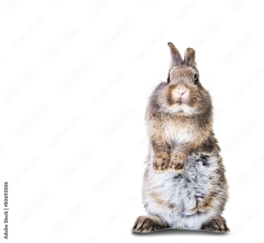 Obraz premium guck guck Osterhase Karte