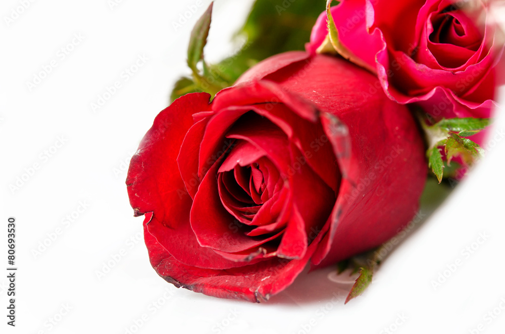 Fototapeta premium red roses