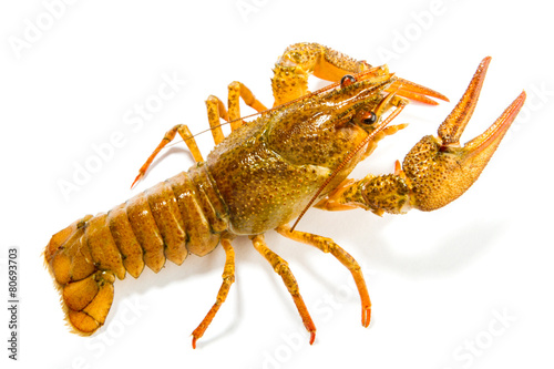 Crayfish isolated