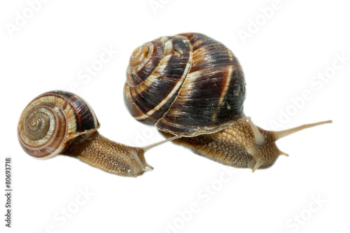 Snail isolated on white background. Close-up view