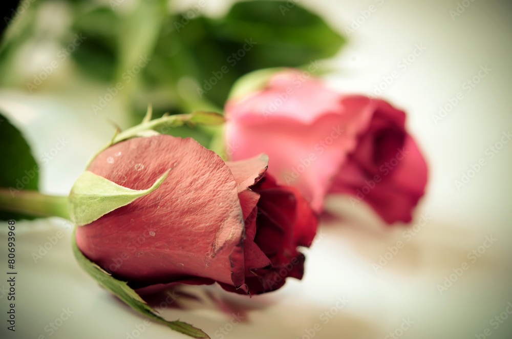 Fototapeta premium rose flower vintage