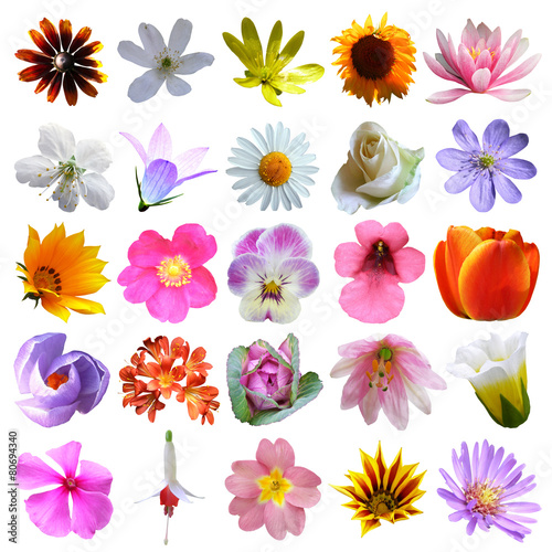 Fototapeta Naklejka Na Ścianę i Meble -  colorful flowers collection